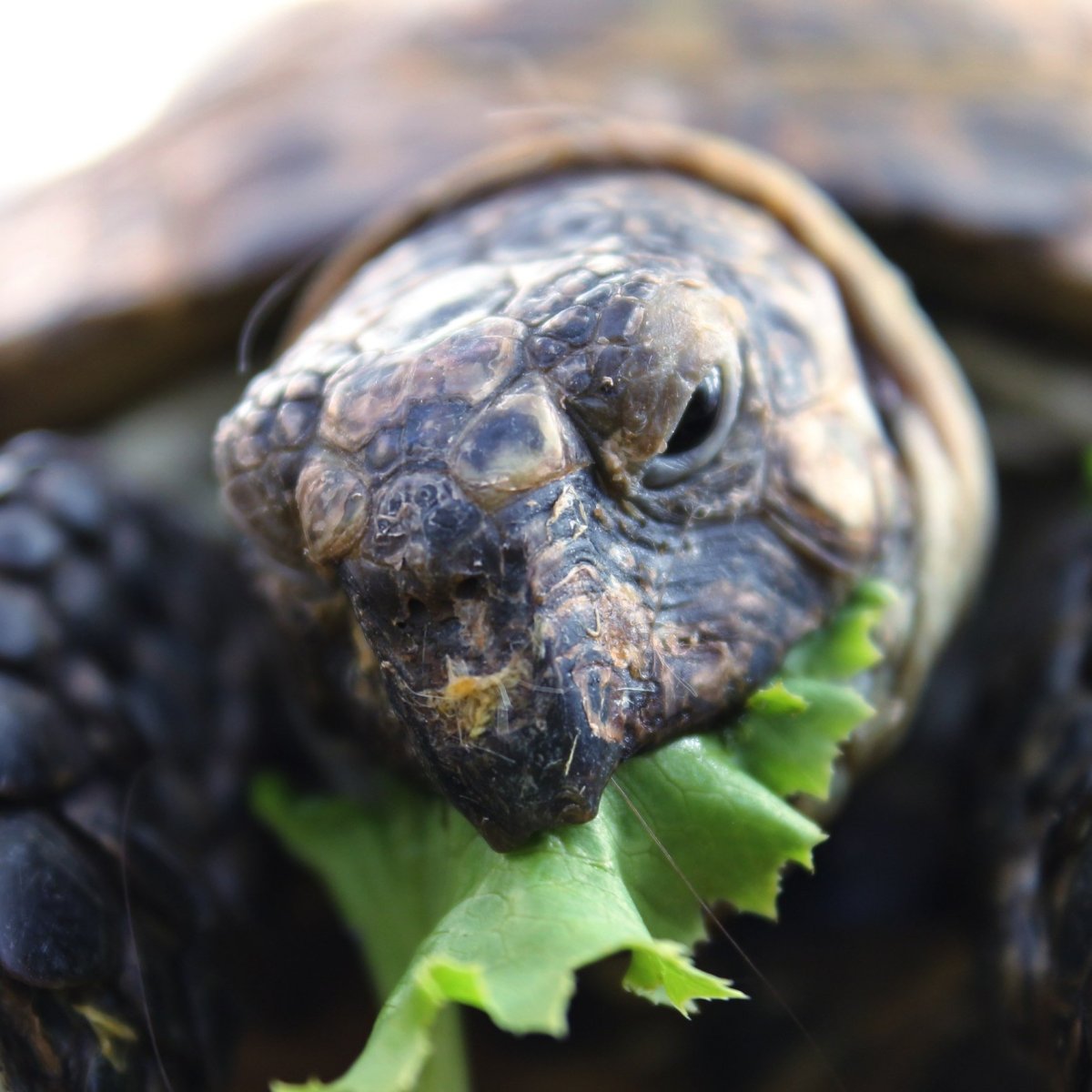 Черепаха Игорь