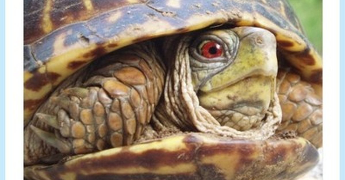 Черепаха прячется