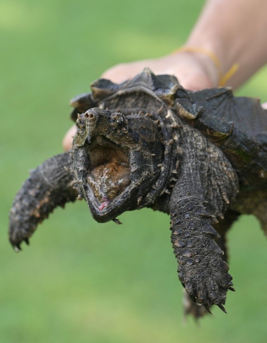 Грифовая черепаха большая