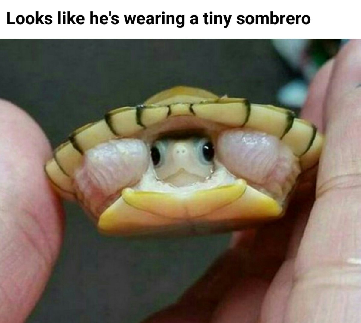 Смешная черепашка