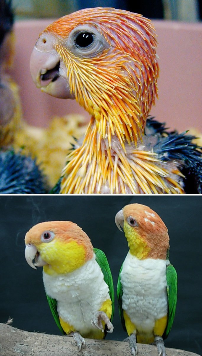 Попугай каик рыжеголовый