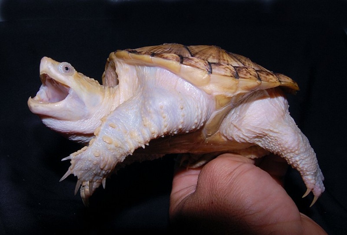Каймановая черепаха альбинос