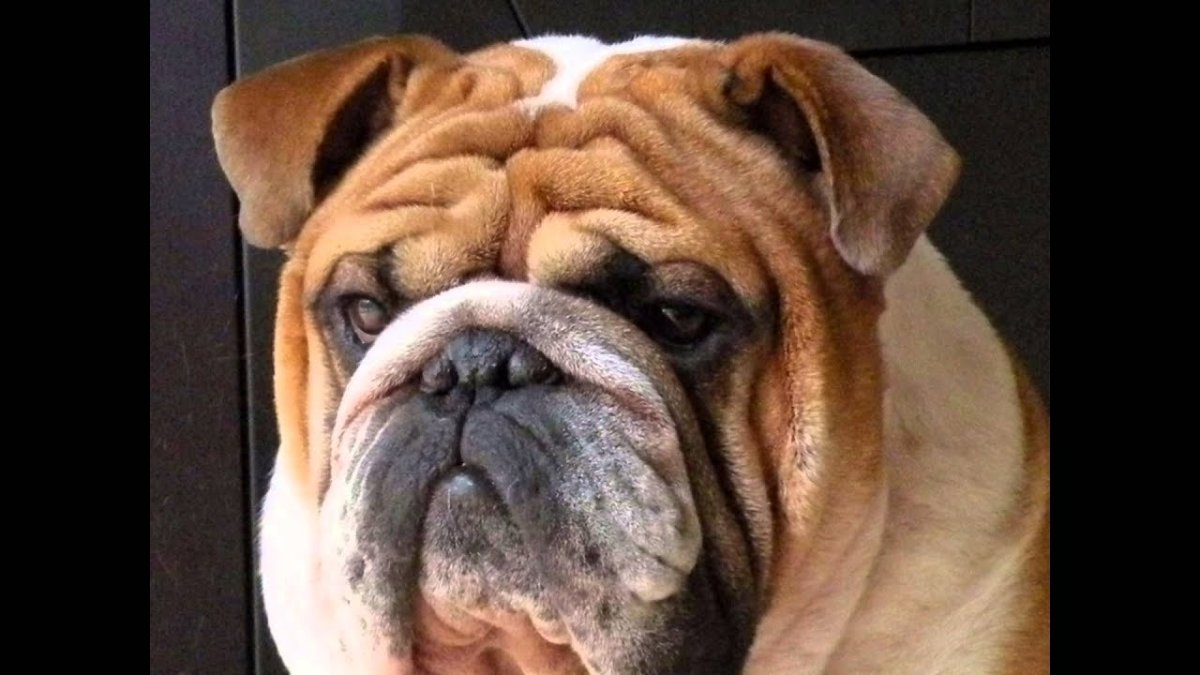 Британский бульдог собака