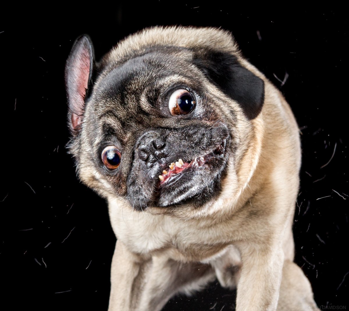 Мопс Европейский