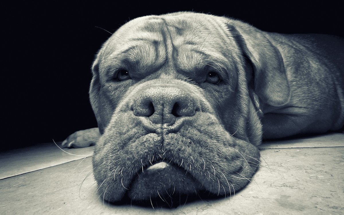 Бордосский дог