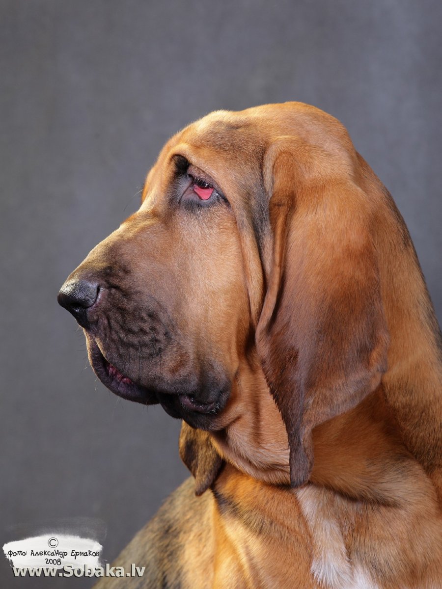 Порода собак бладхаунд