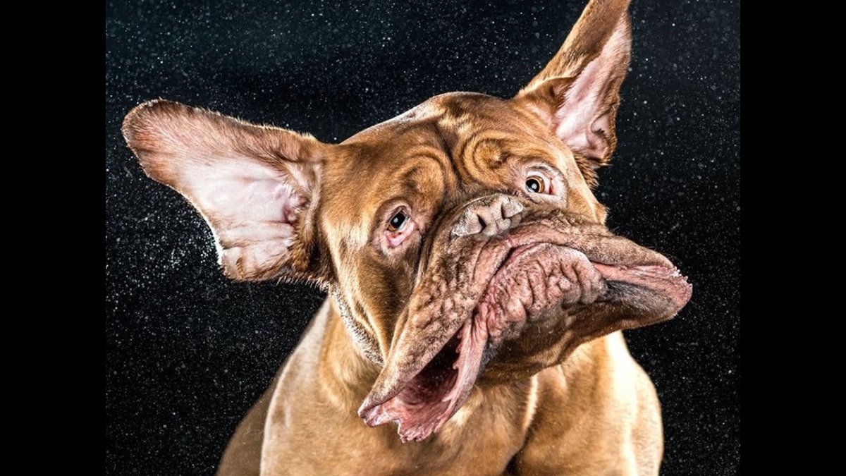 Смешные собаки