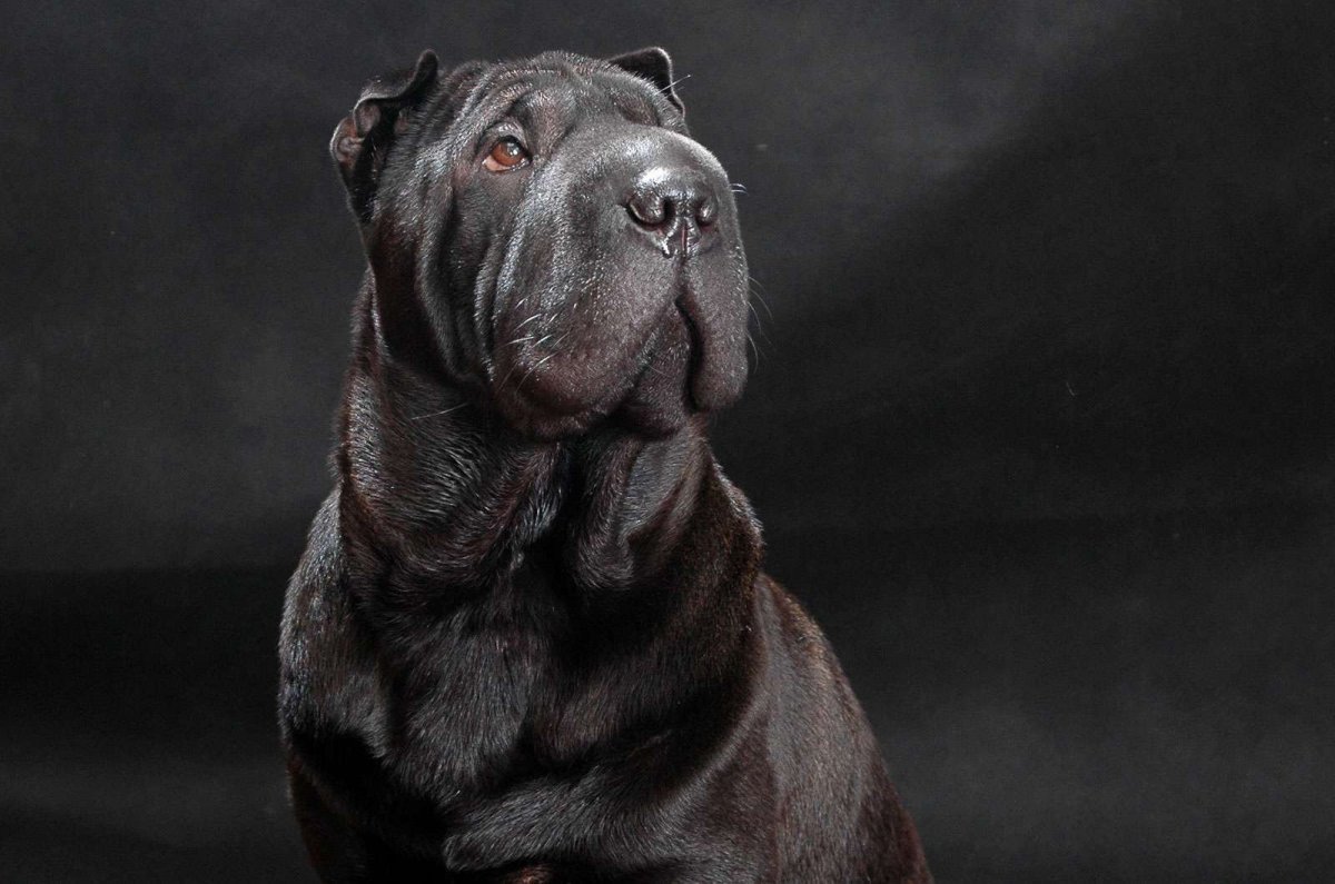 Американский Бойцовый шарпей