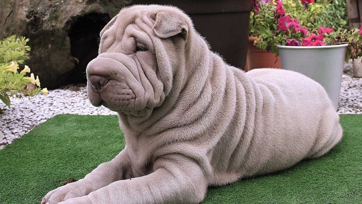 Лиловый шарпей