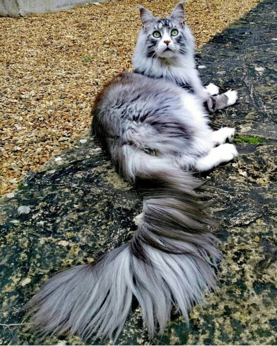 Рэгдолл и Мейн кун