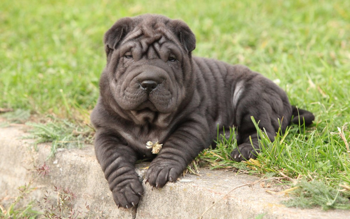 Собака шарпей