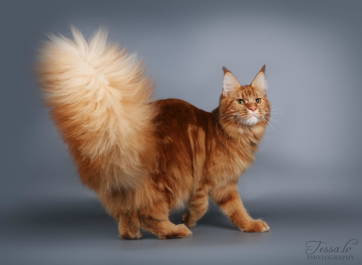 Мейн кун сзади