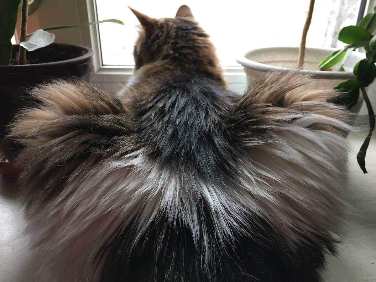 Норвежская Лесная пушистая хвост