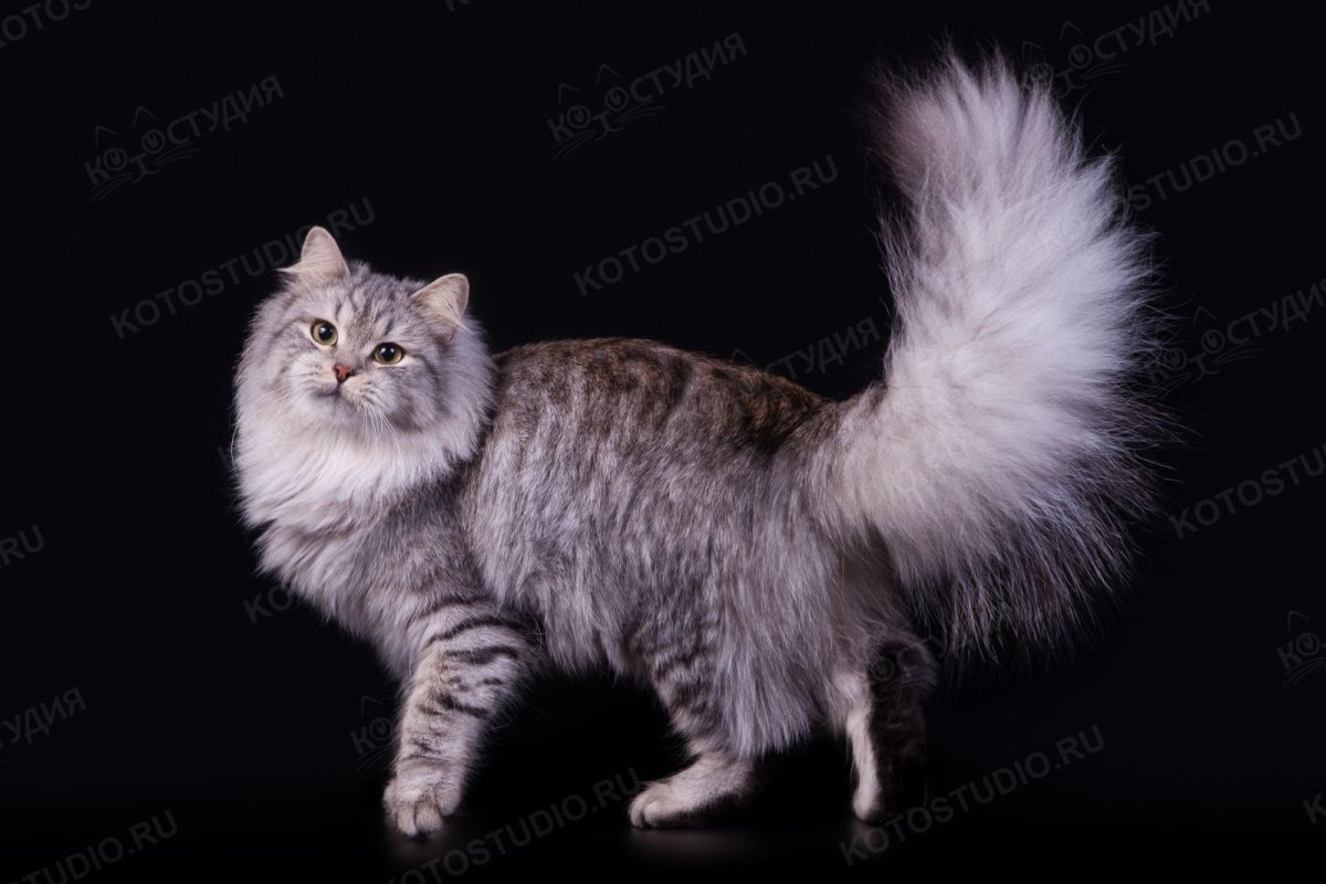 Сибирский кот хвост