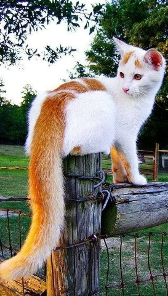 Кот Сигнус с самым длинным хвостом