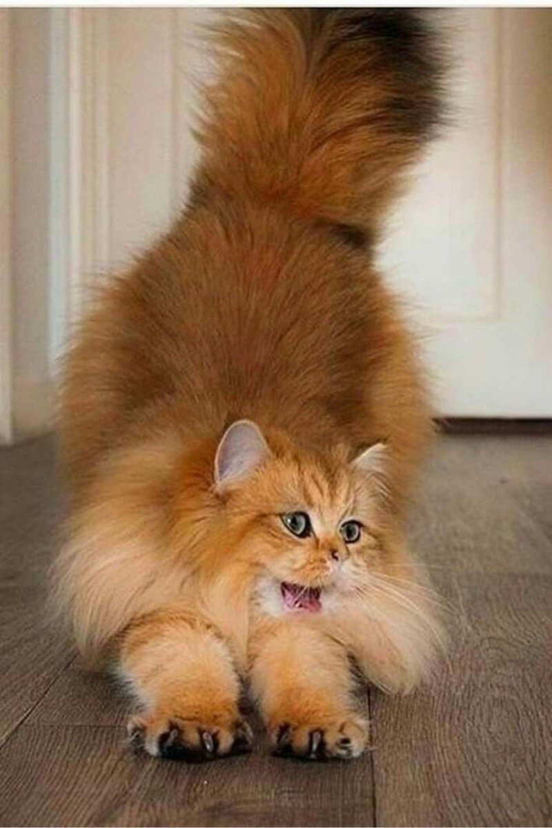 Кошка с пушистым хвостом