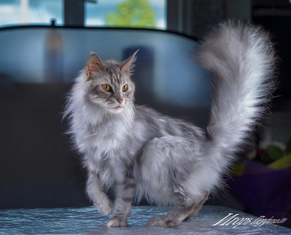 Сибирская длинношерстная кошка серая