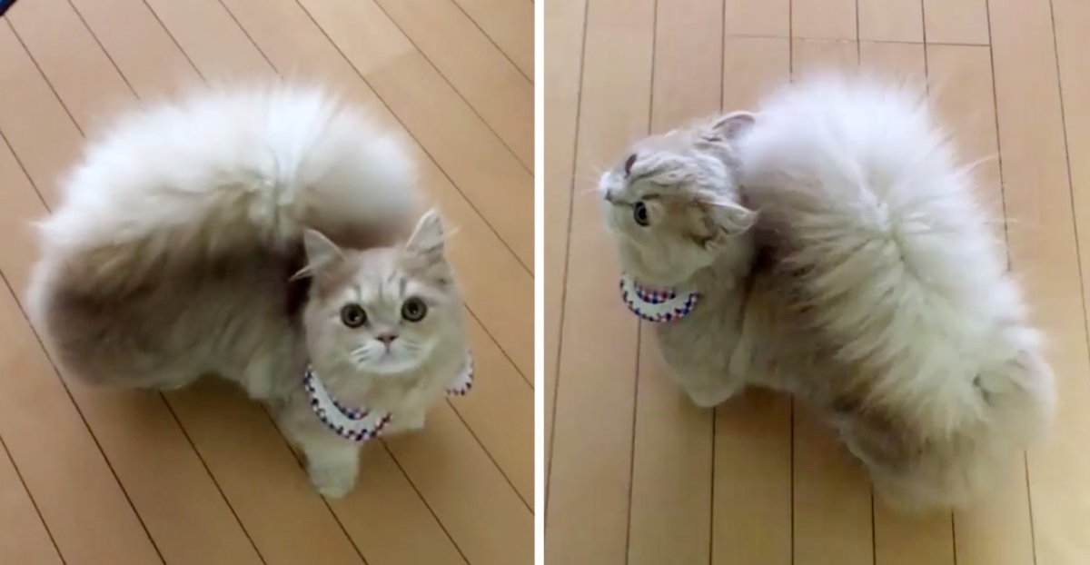 Манчкин Менуэт(порода кошек)