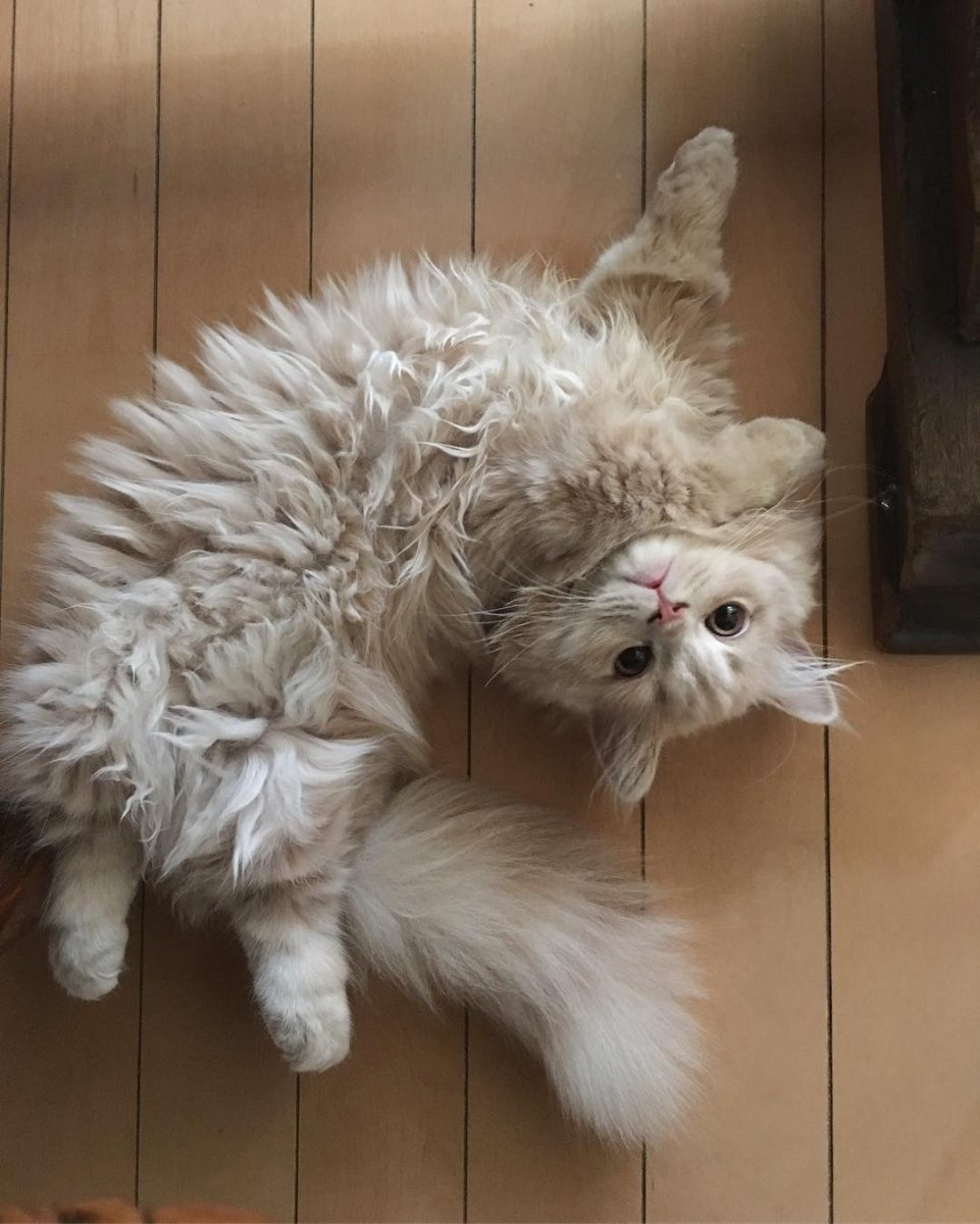 Коты с пушистыми хвостами