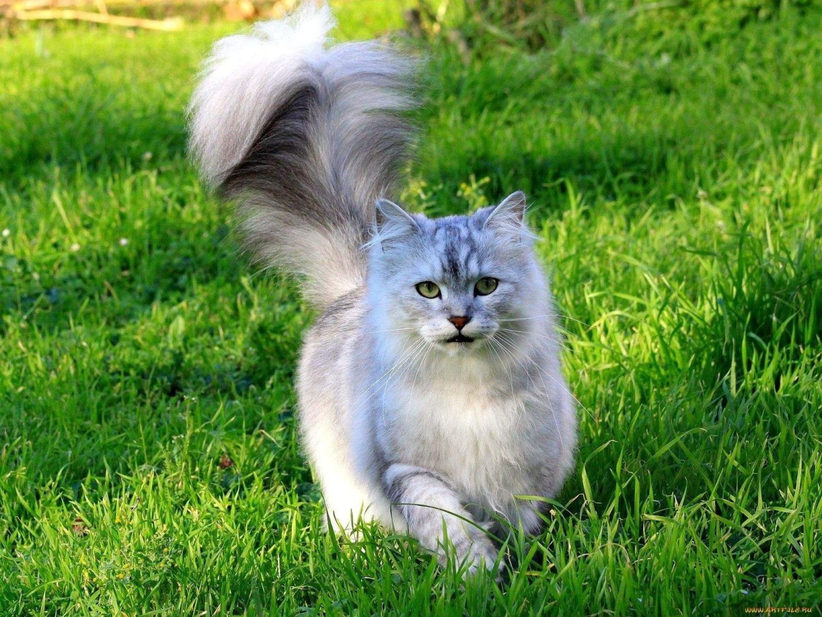 Кошка с пушистым хвостом