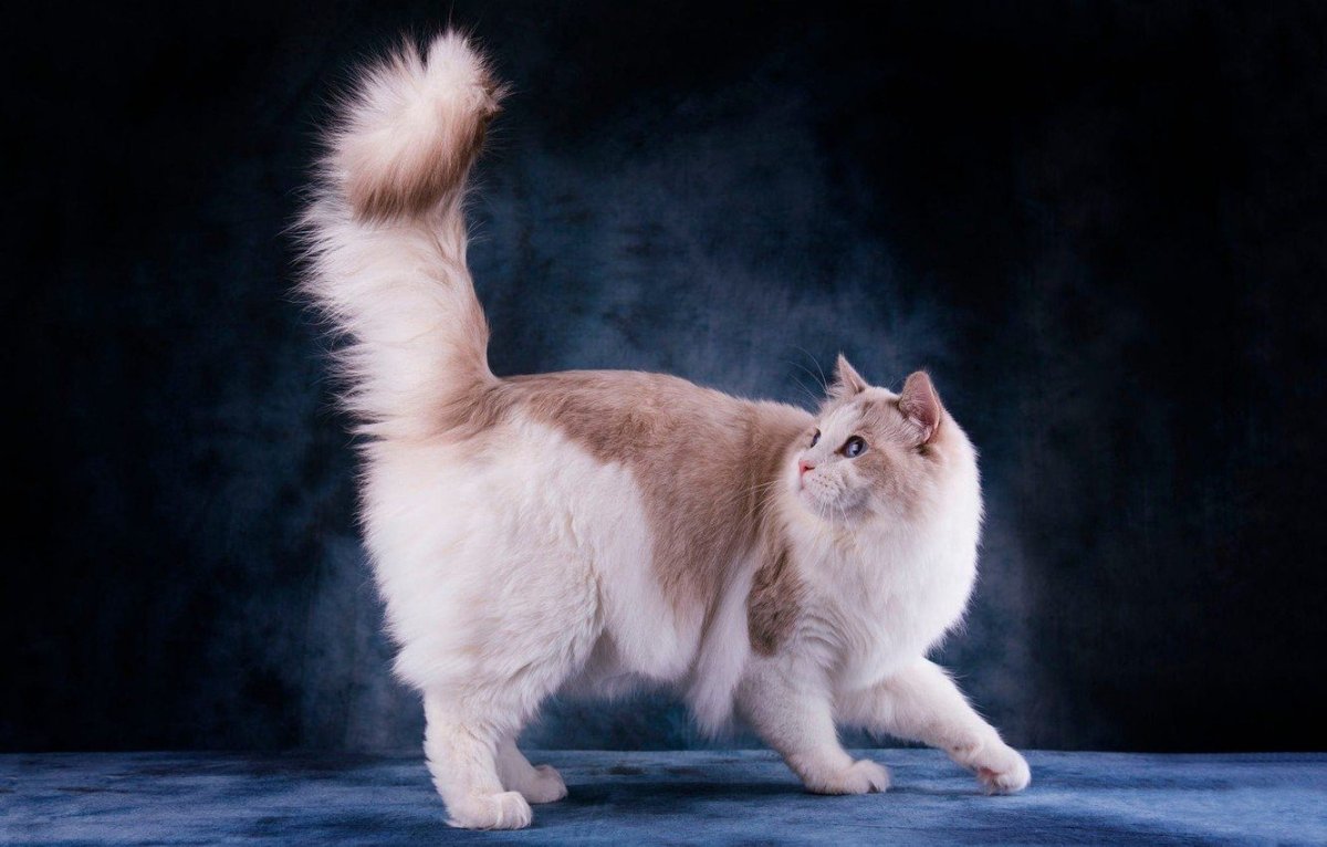 Рэгдолл и Мейн кун