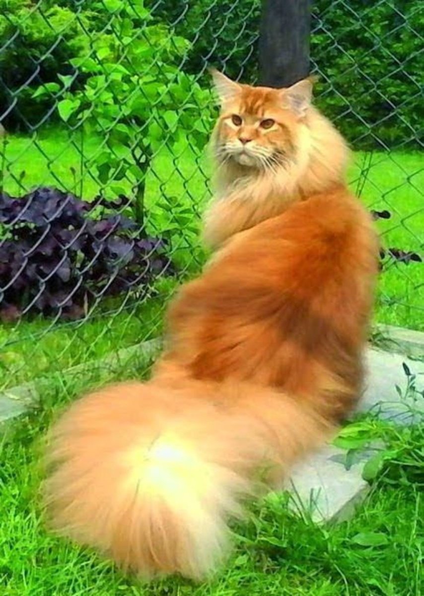 Мейн кун хвост