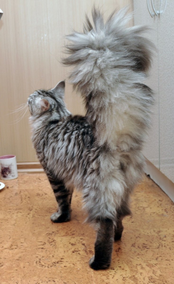 Хвост Мейн куна стрижка