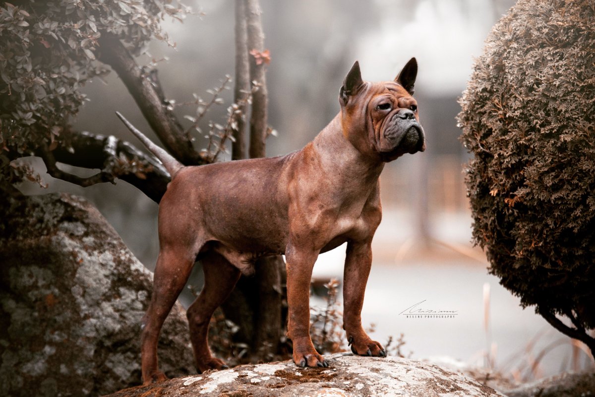 Китайский Чунцин