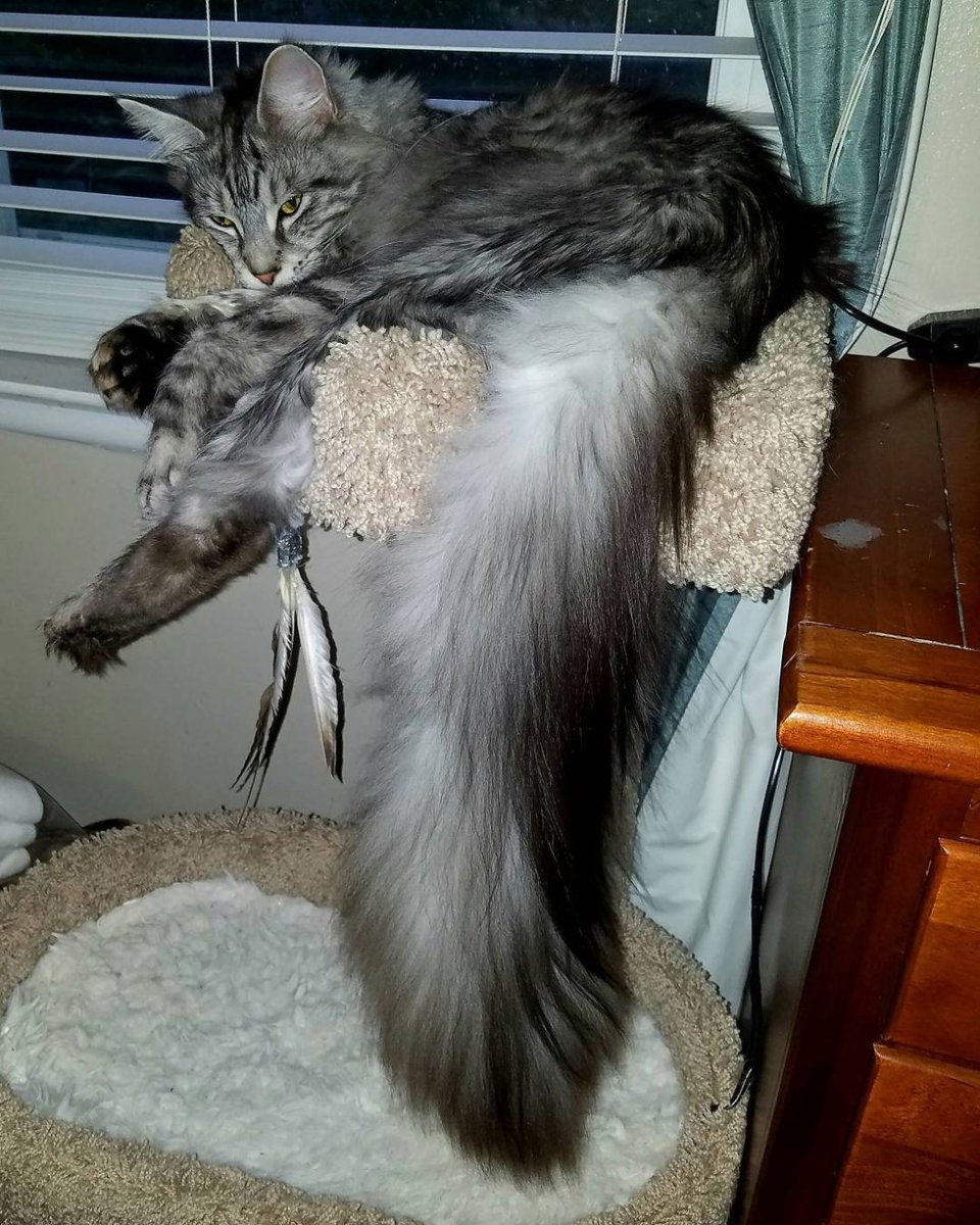 Мейн кун лапы