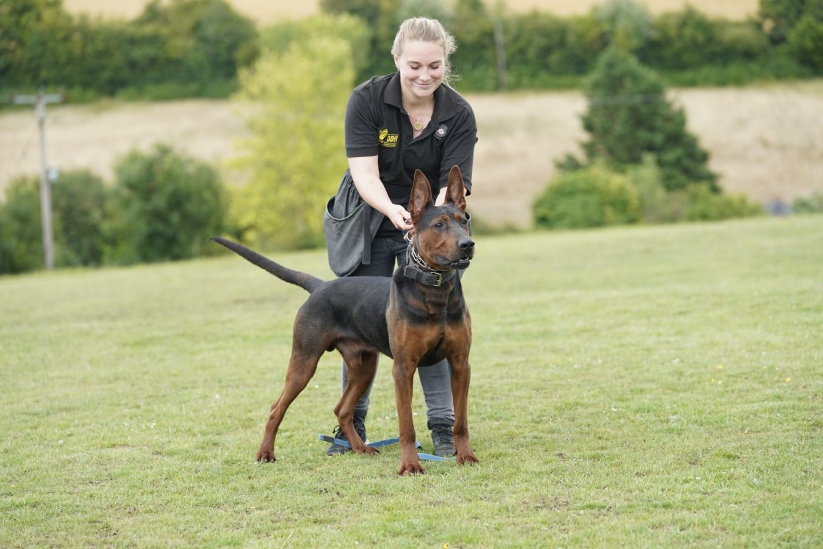 Китайская Горная красная овчарка