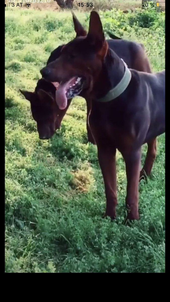 Китайская красная собака