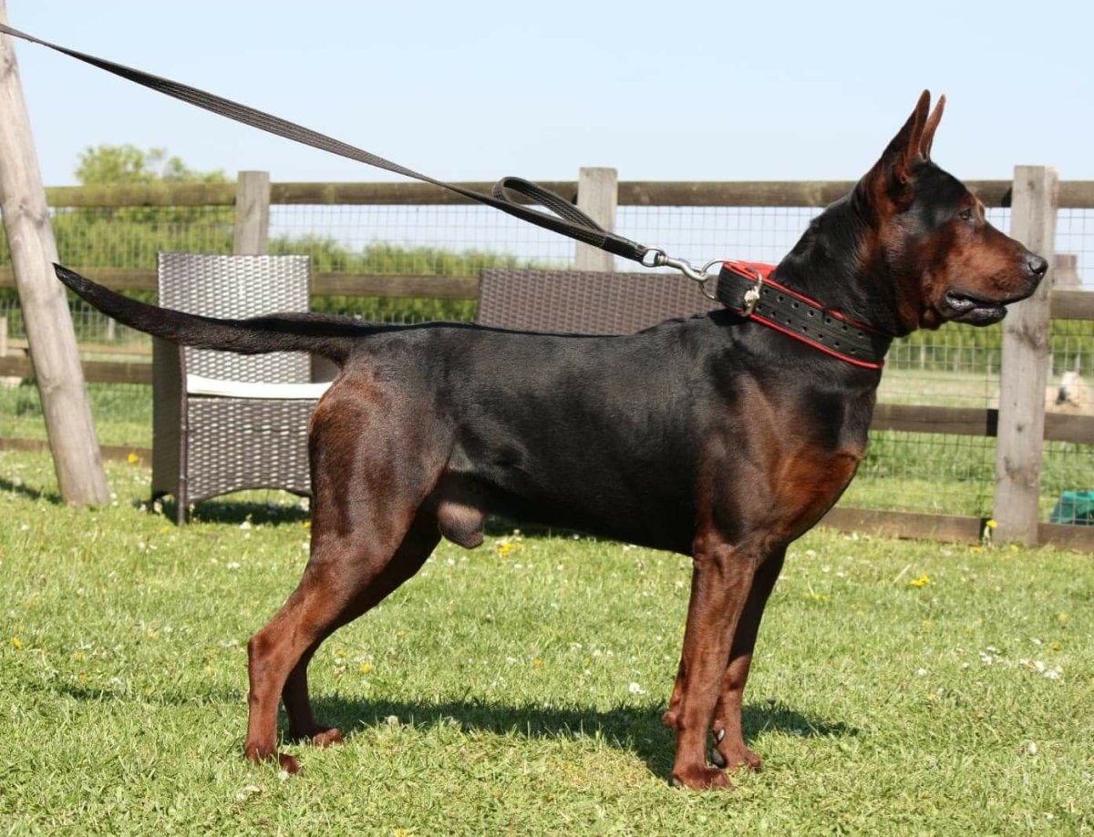 Китайская Горная красная собака