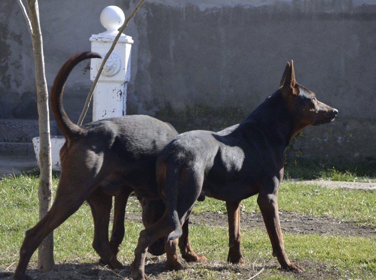 Лайчжоу Хун (китайская Горная красная собака)