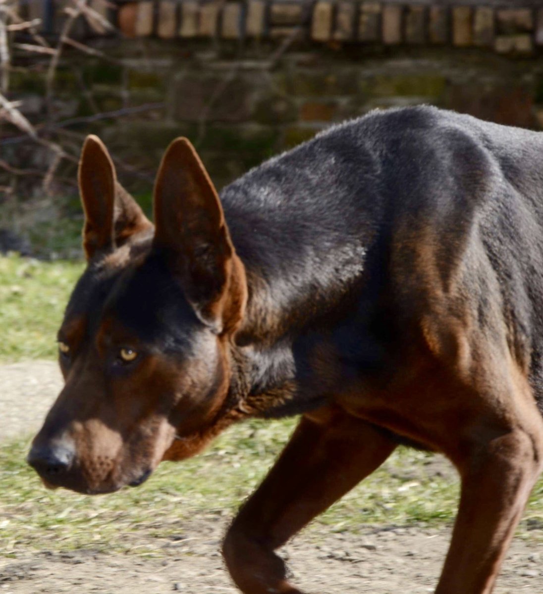 Красная собака Лайчжоу