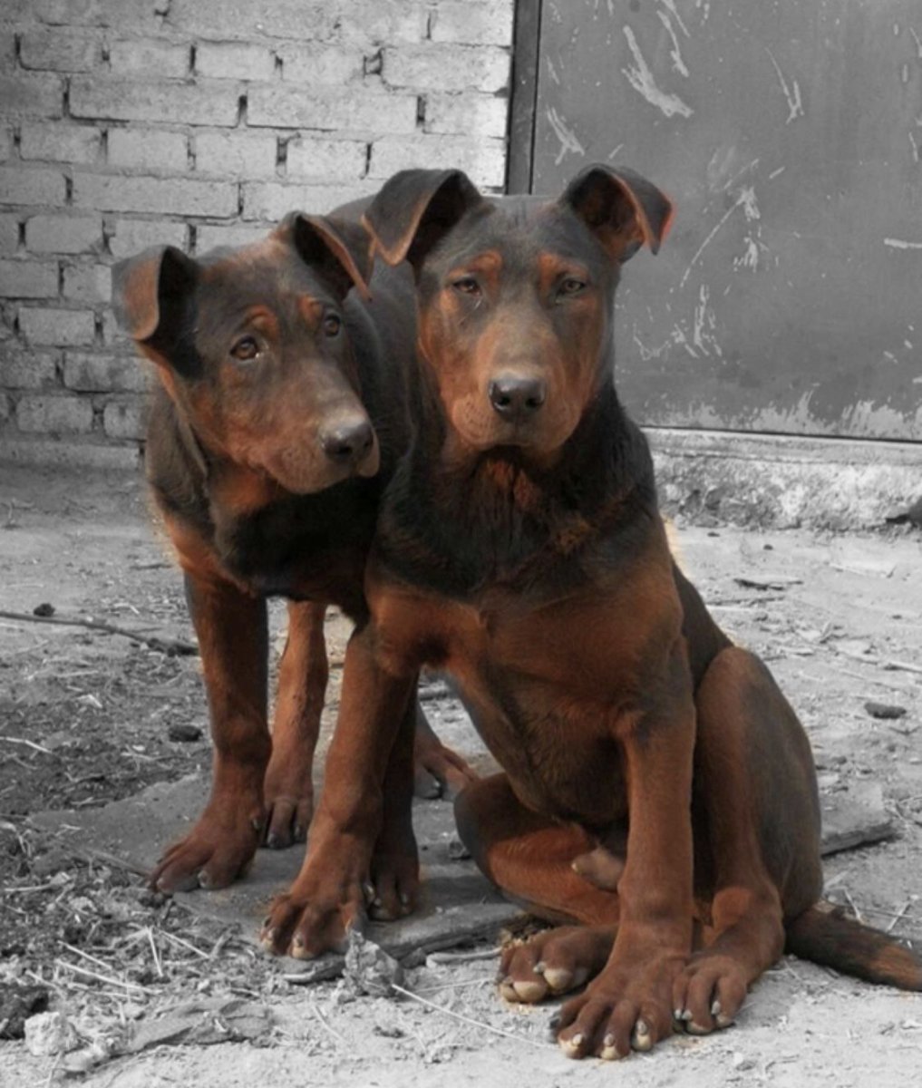 Laizhou Hong порода собаки