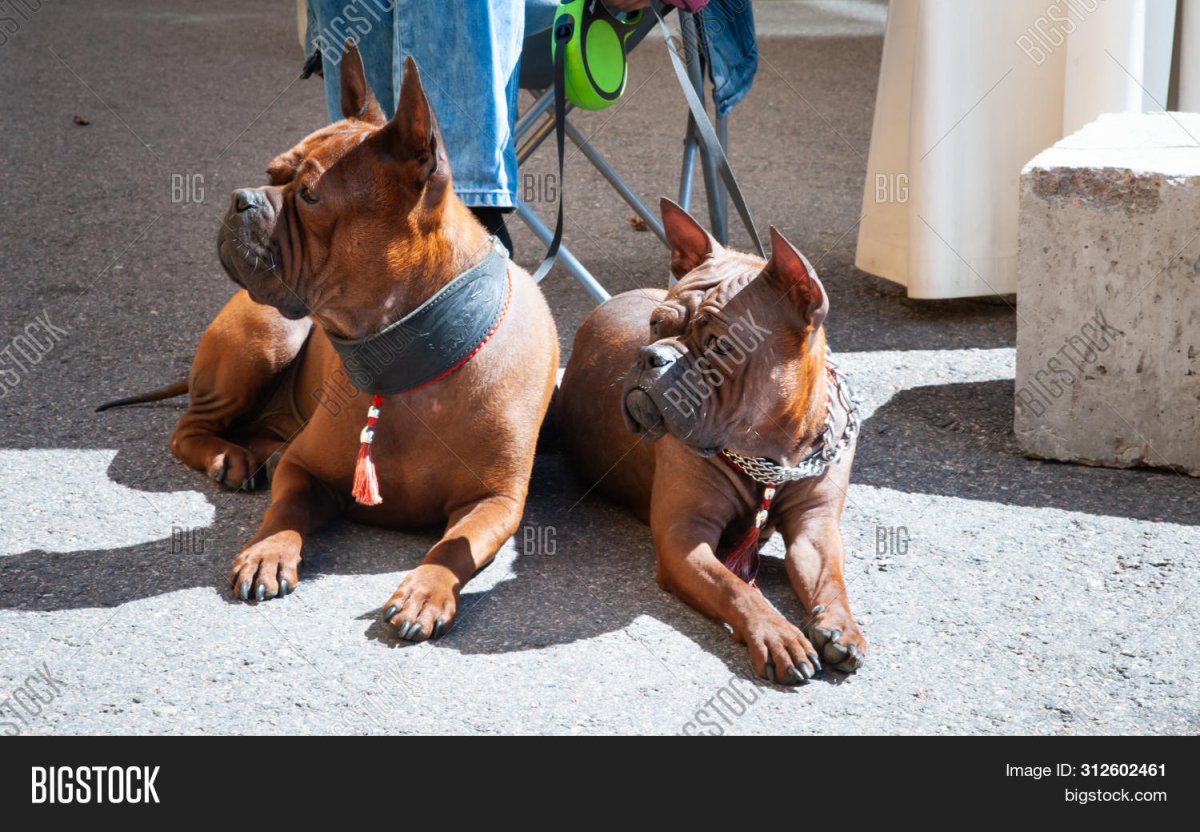 Китайская красная собака