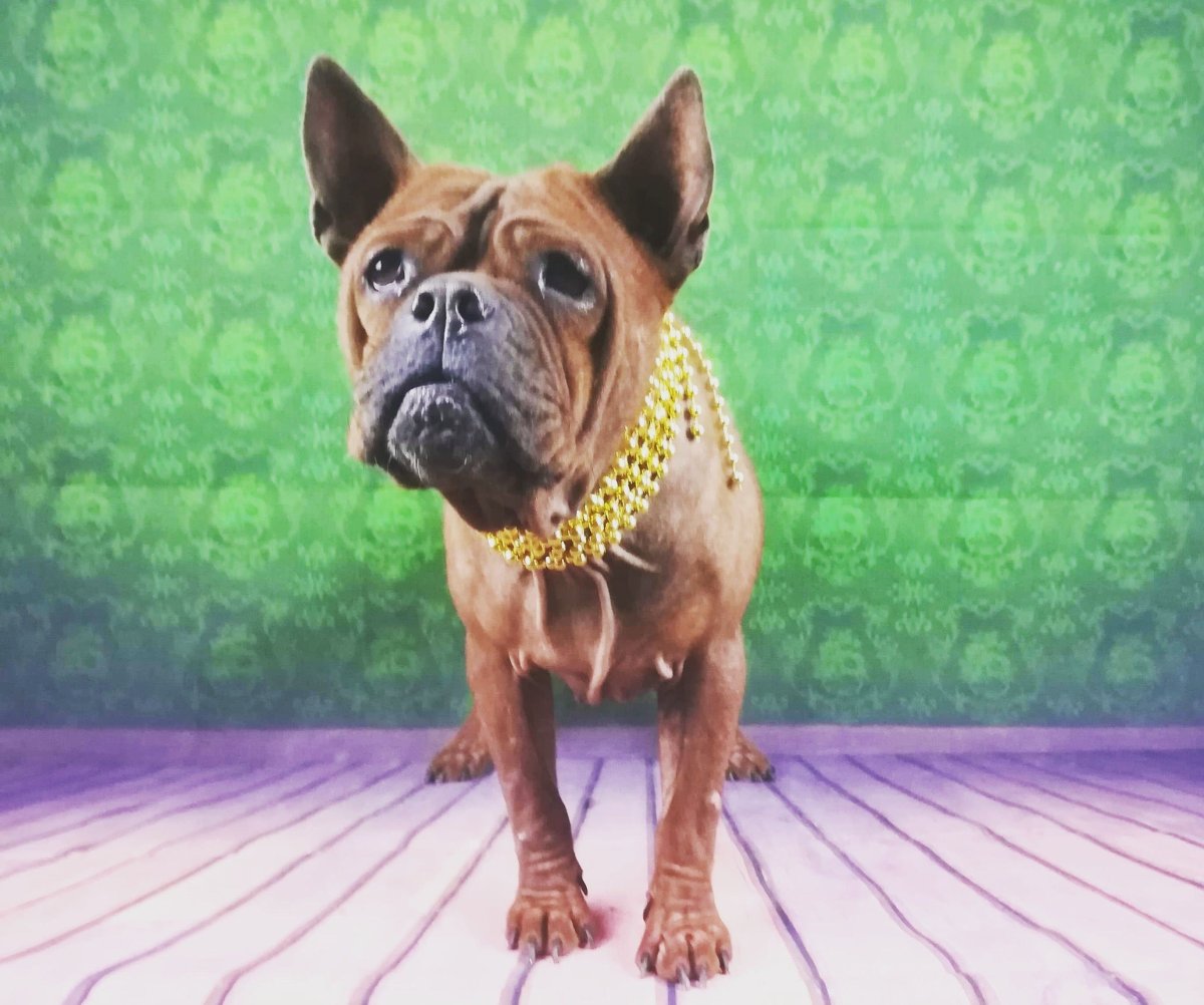 Чунцин собака