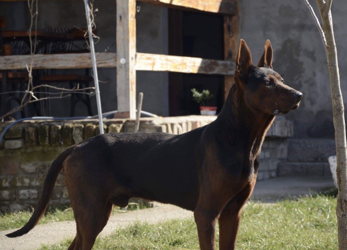 Лайчжоу дог