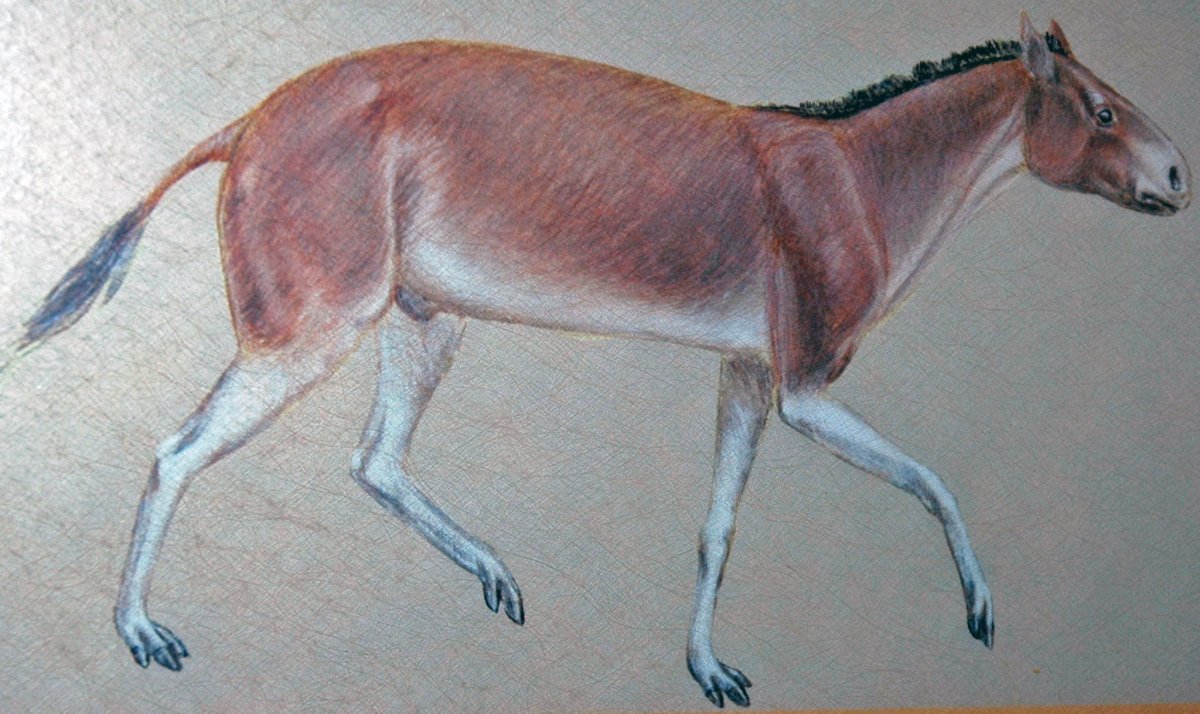 Плиогиппус предок лошади