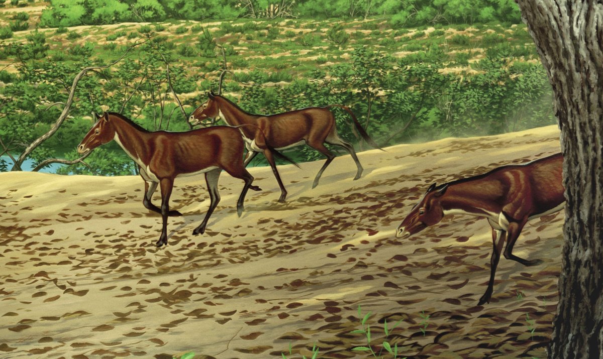 Плиогиппус предок лошади