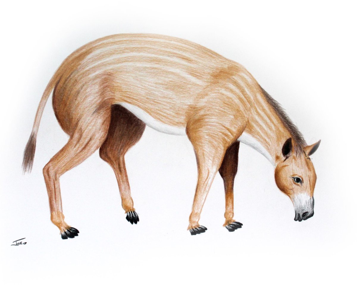 Эогиппус лошадь