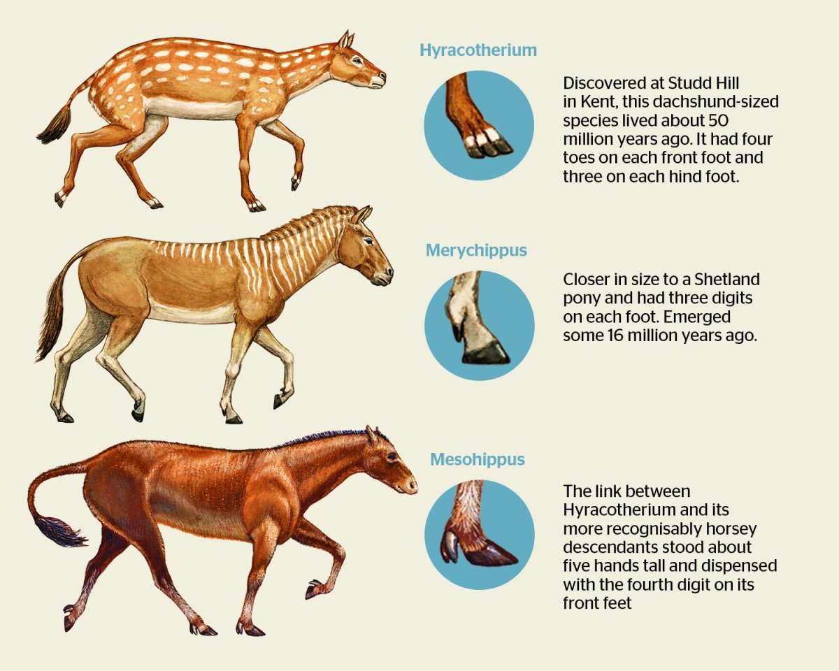 Хиракотериум и эогиппус