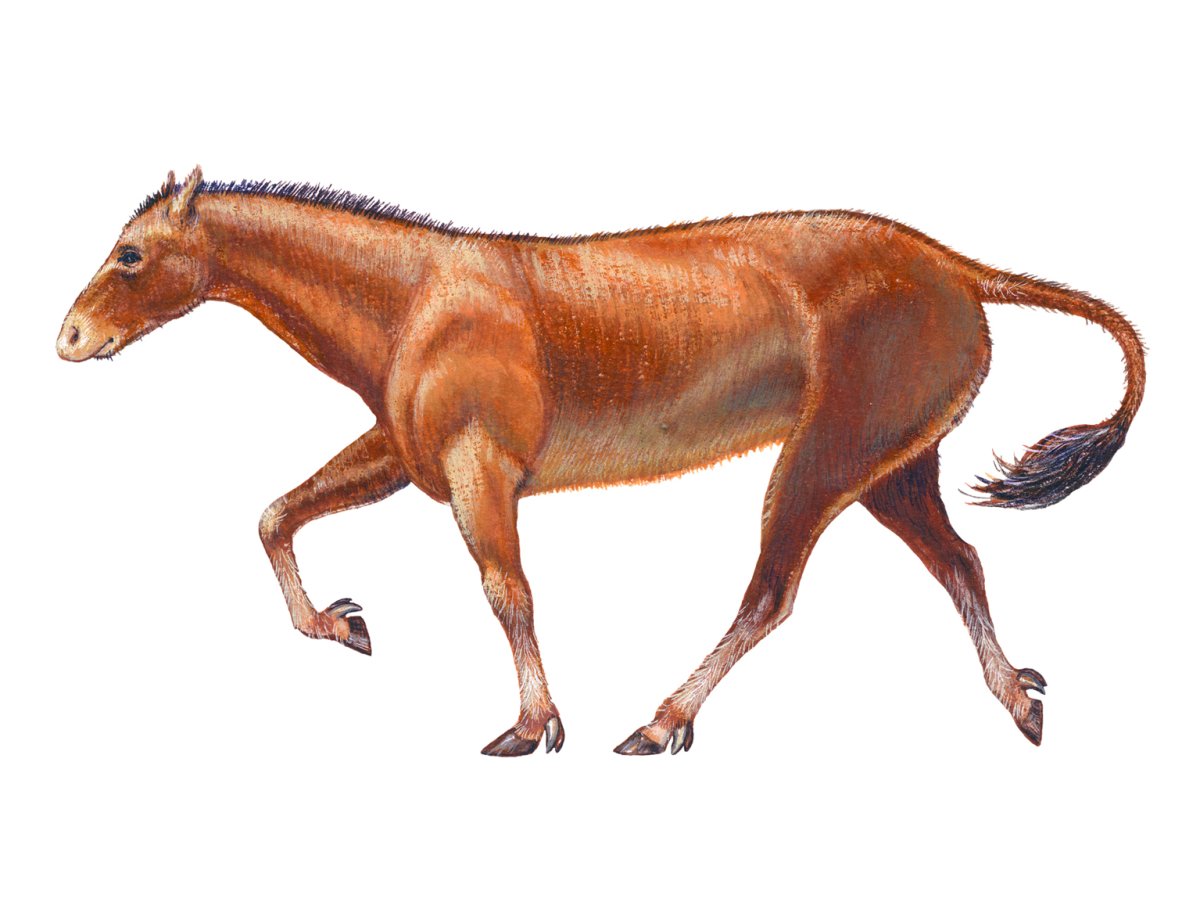 Мезогиппус Mesohippus