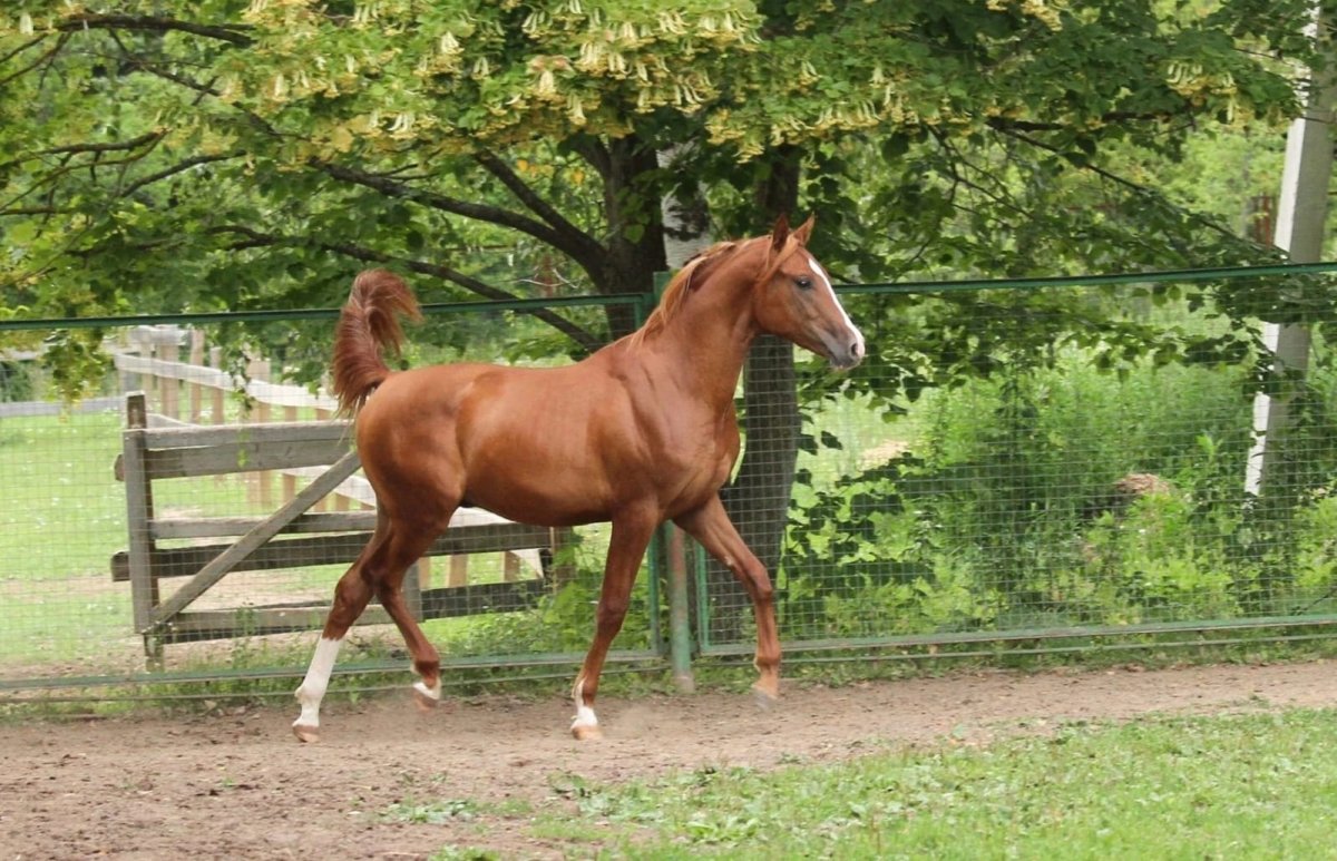 Арабская чистокровная лошадь