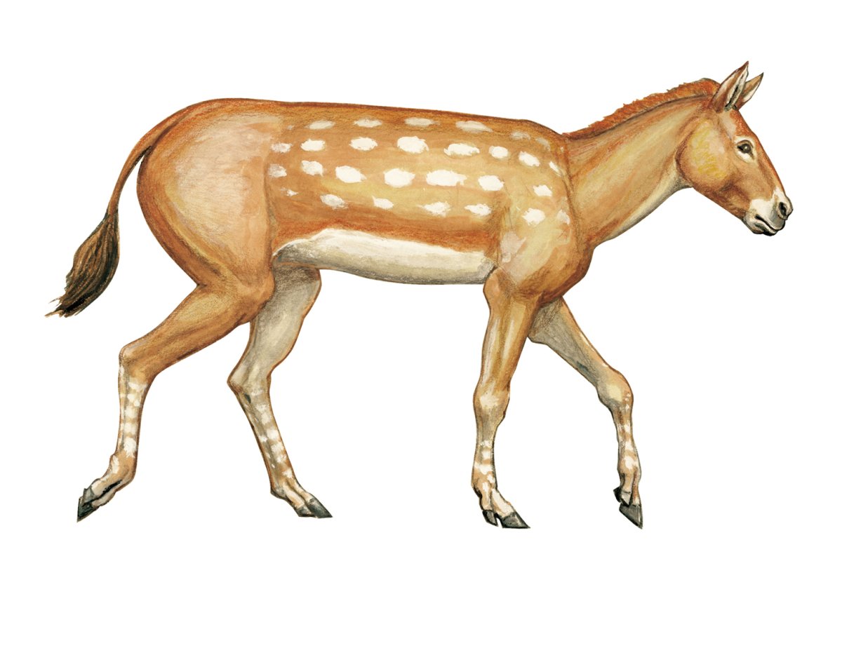 Плиогиппус предок лошади
