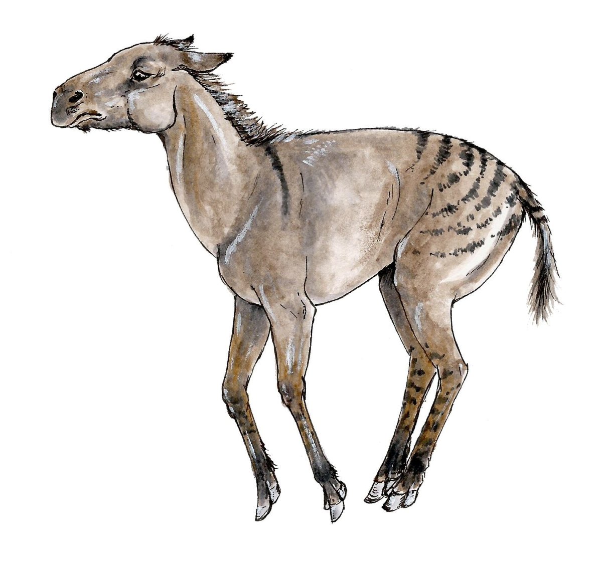 Мезогиппус Mesohippus