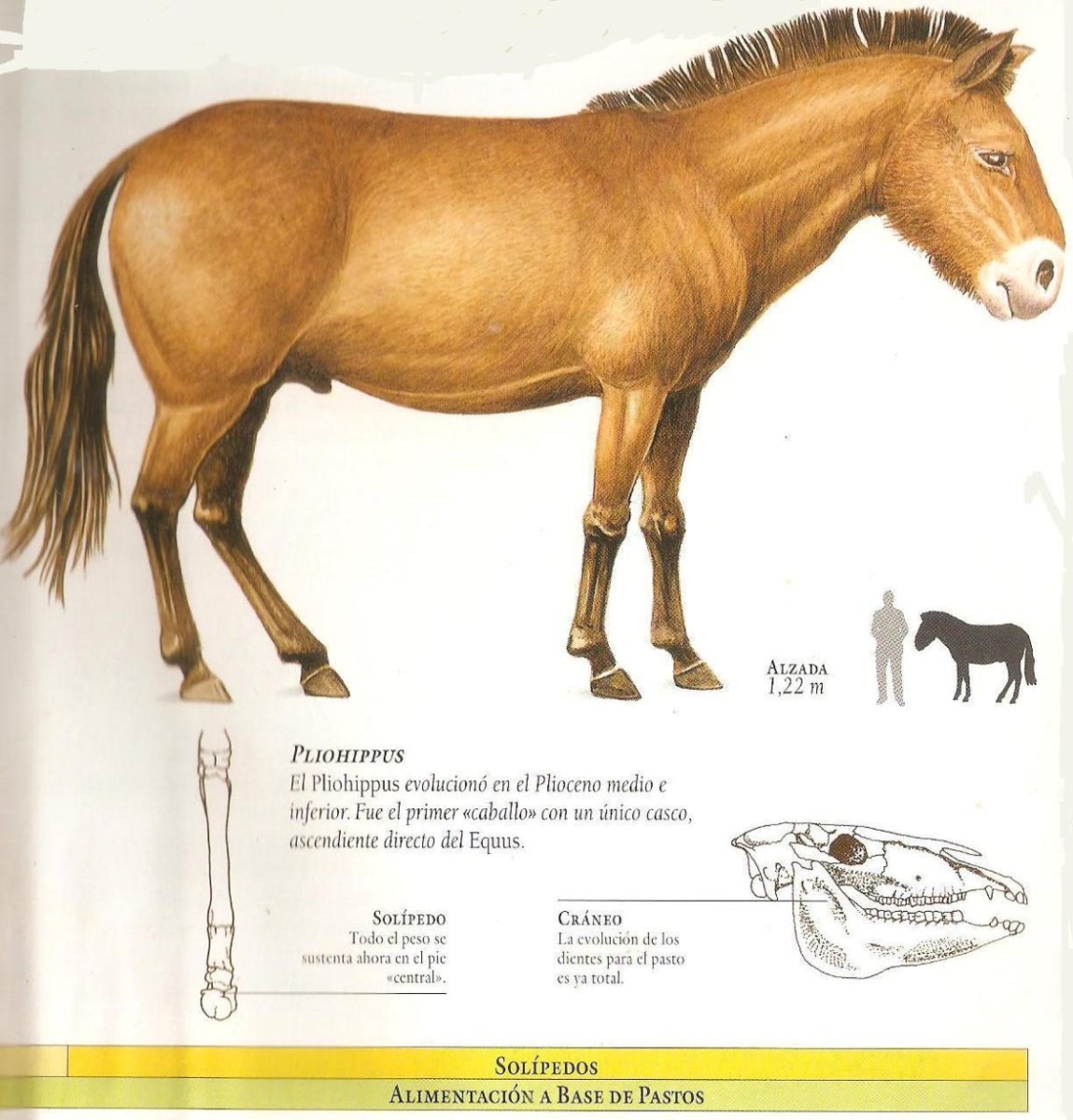 Эволюция лошади