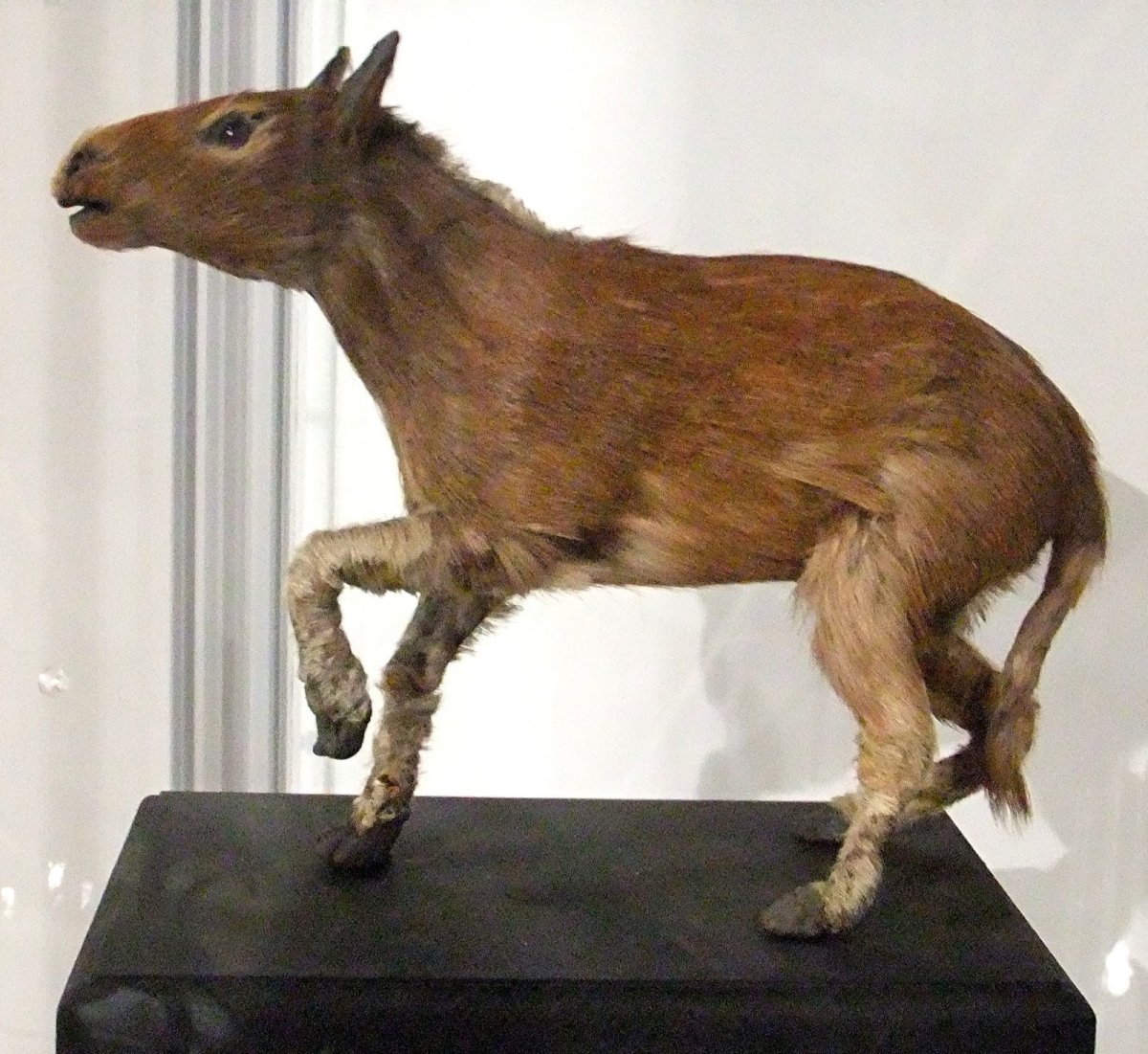 Гиракотерий эогиппус