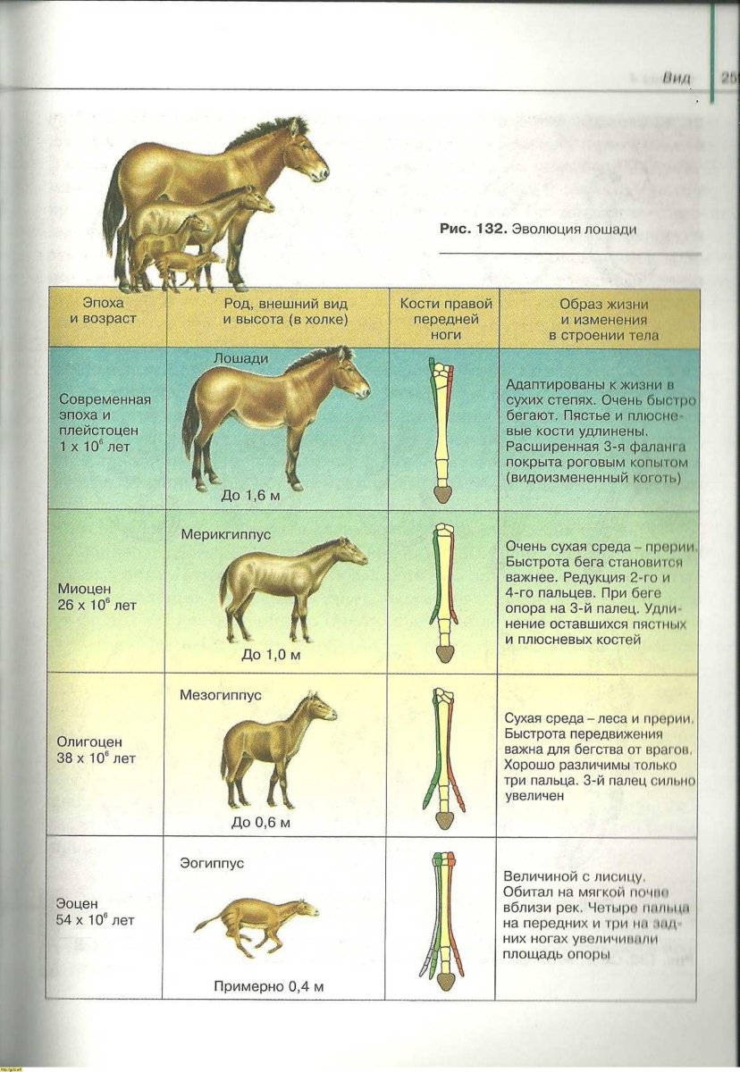 Эволюция филогенетический ряд лошади