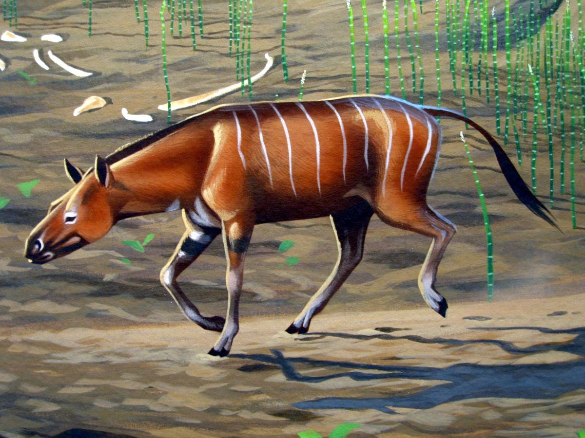 Гиракотерий эогиппус